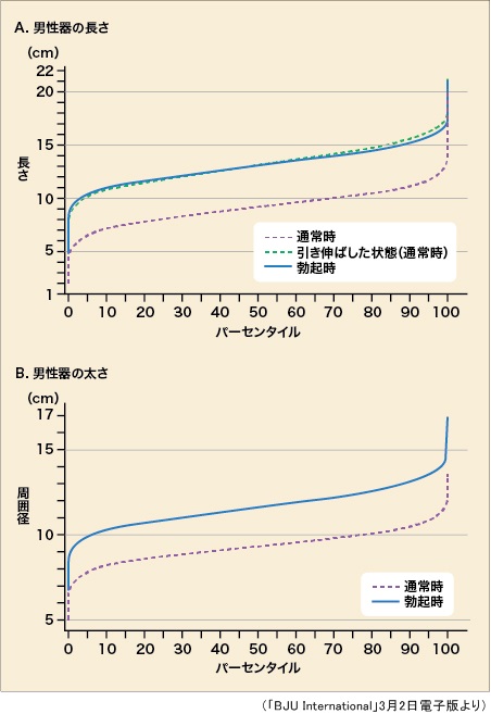 ペニス 太 さ 平均