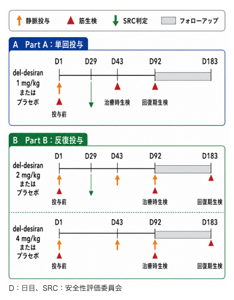 筋強直性ジストロフィーを根本から治療できるか | ドクターズアイ 鈴木