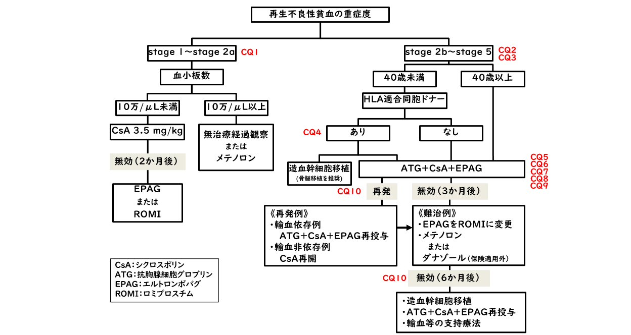 難治性貧血の診療ガイド 再生不良性貧血診療ガイド改訂ポイントは？ | 医学ニュース | Medical