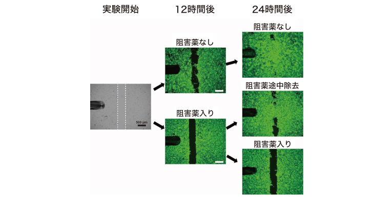 41487_fig01.jpg