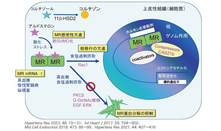 なぜ効く?糖尿病性腎症へのMR拮抗薬 | 医学ニュース | Medical Tribune なぜ効く?糖尿病性腎症へのMR拮抗薬 | 医学ニュース | Medical Tribune