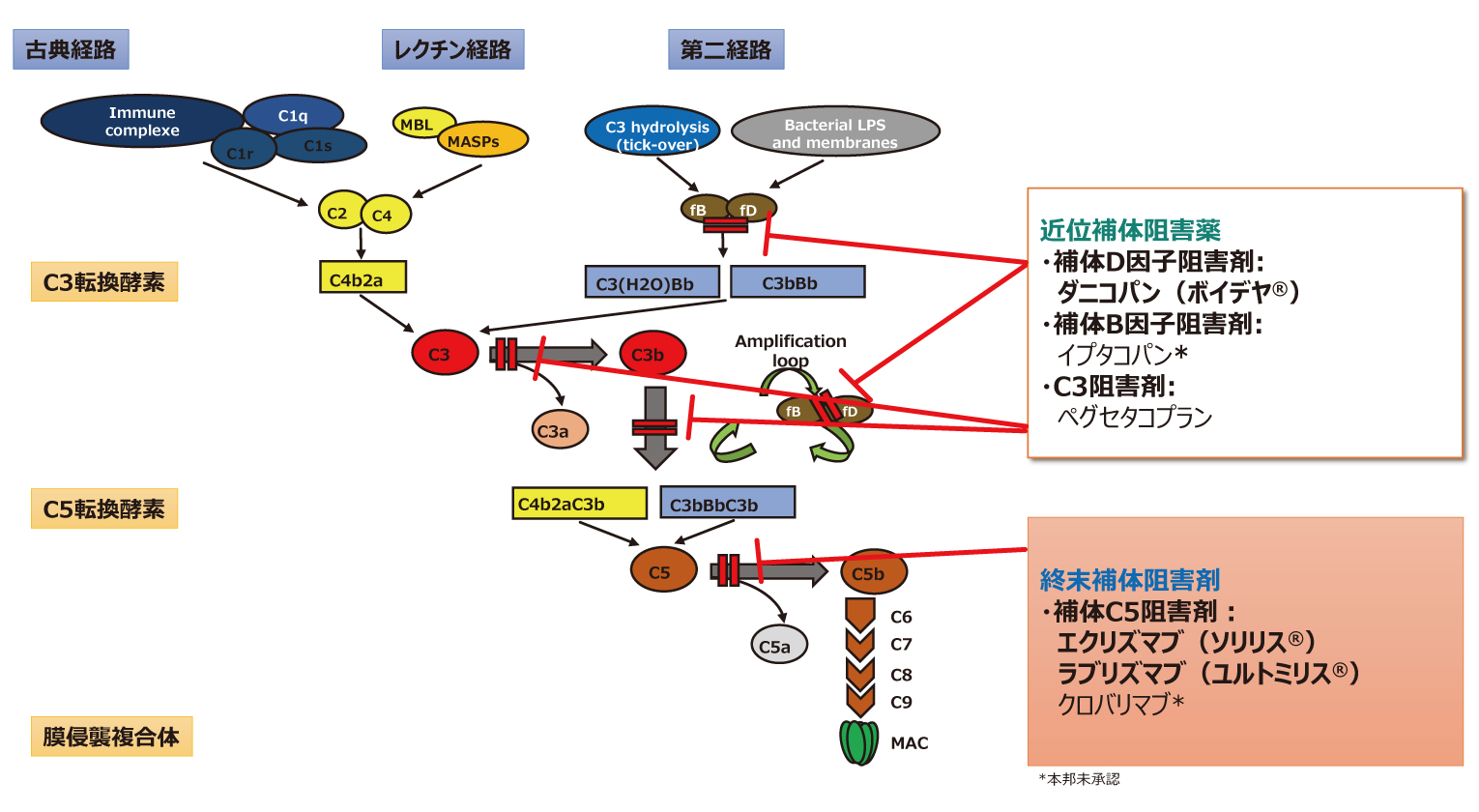 Pnh 治療 ラブリズマブ 2024年の新薬 1 アステラス ゾルベツキシマブが承認見込み 発作性夜間ヘモグロビン尿症には3つの新薬 AnswersNews