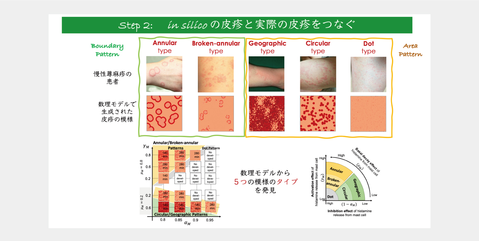 皮疹の数・大きさ・分布からみた皮膚科学 症例と最新情報 令和2年11月27日 朝の勉強会 | 飯田市立病院 医師・研修医採用サイト