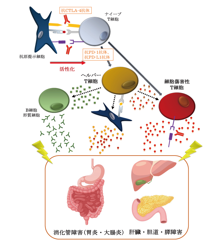 図. ICI治療に伴うimAEの発生機序