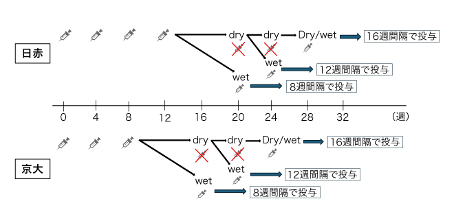 加齢黄斑変性、ファリシマブ投与回数で成績変わる？ | 医学ニュース
