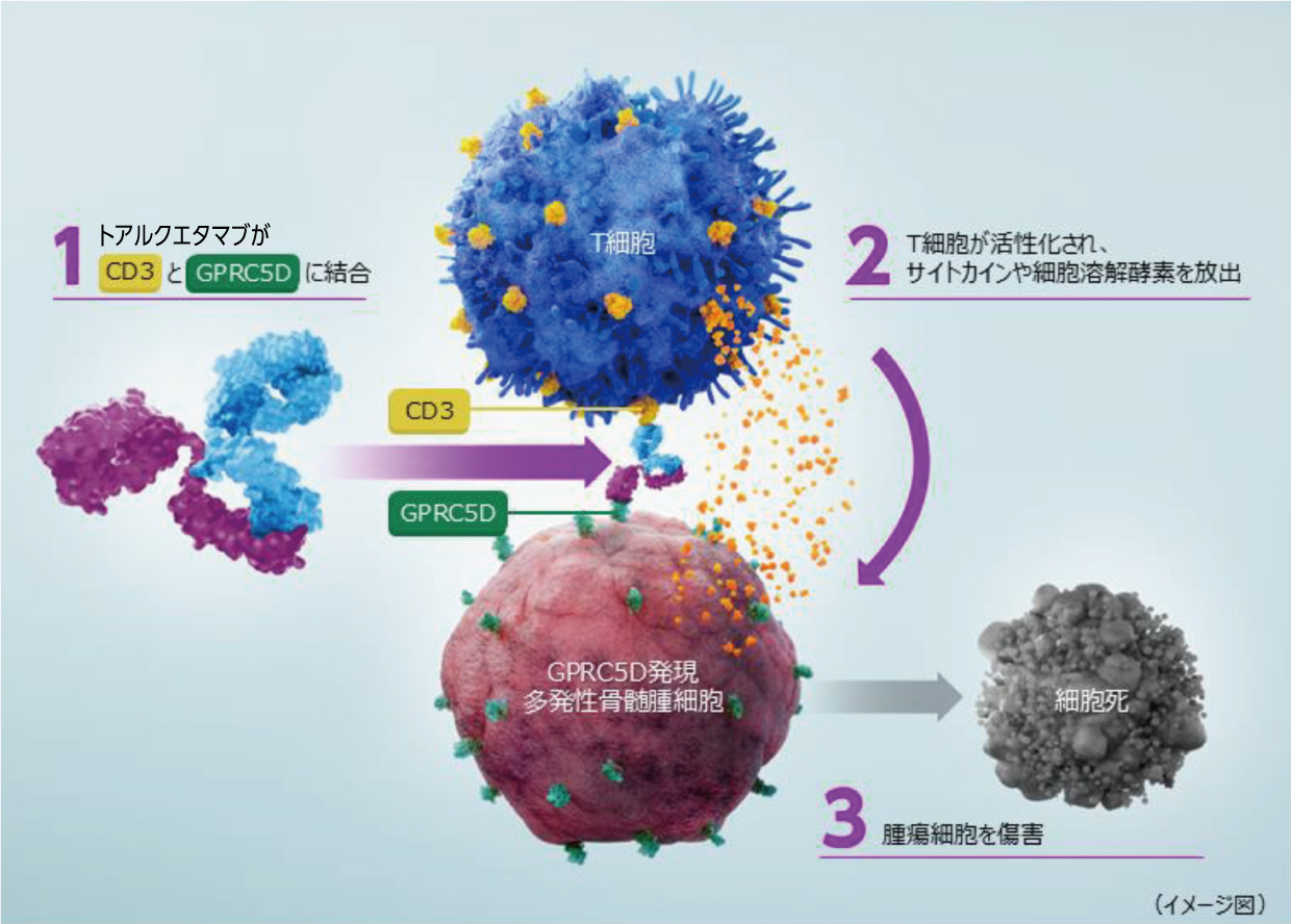多発性骨髄腫の新薬、BCMA標的治療との違いは | 医学ニュース