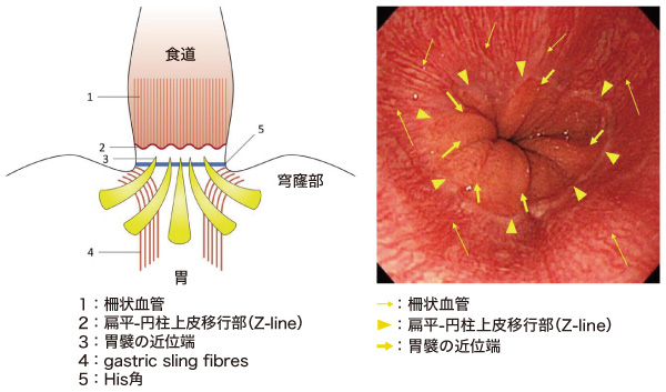 No1-6_38547_fig01.jpg