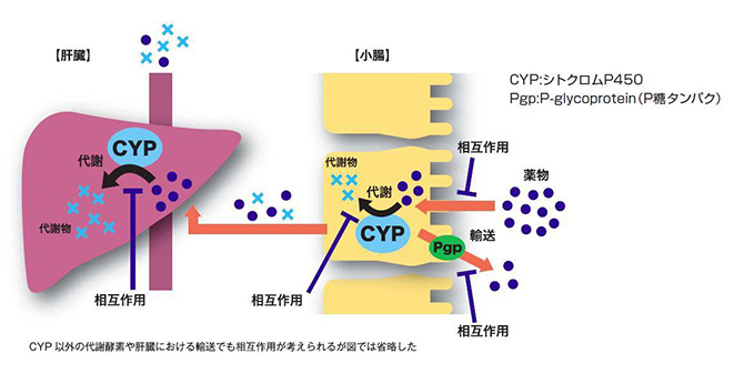 薬物代謝の比較生化学 2. 薬物代謝酵素による相互作用 | 医学ニュース | Medical Tribune