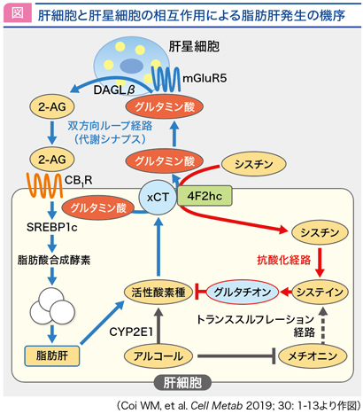 JASBRAアルコール性肝障害診断基準（2011年度版）について｜愛媛